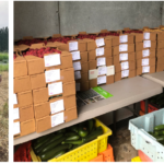 Three images, left to right, showing animals on a farm, boxes of fruit stacked up on a table, and a hand holding a single carton of fresh, green beans
