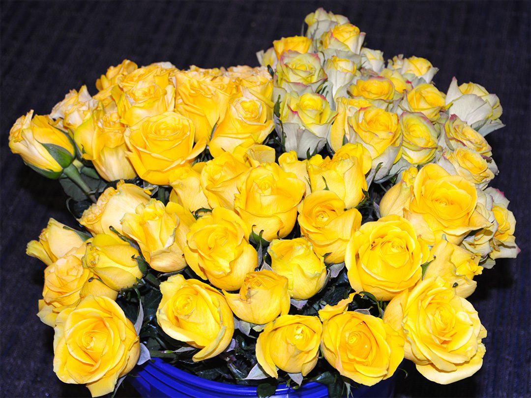 A photo of roses handed out to participants at the Oct. 28 event.